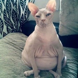 Meet your Posher, Erica